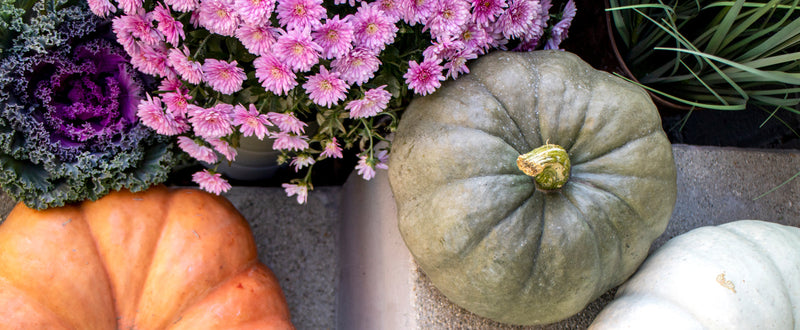 An overhead view shows green and orange pumpkins, pink mums, and decorative purple cabbage.