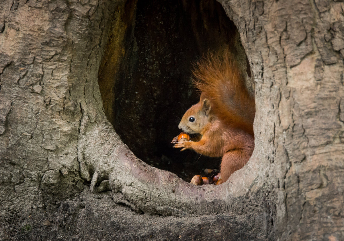A brown squirrel sits inside a tree hollow, holding a nut in its paws.