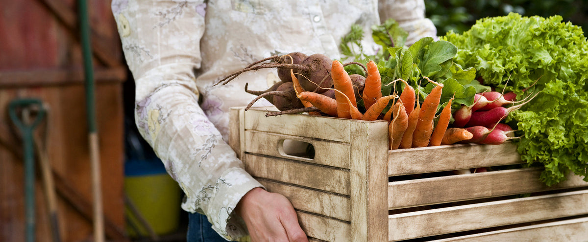 A person carries a wooden crate filled with freshly picked beets, carrots, radishes, and lettuce.