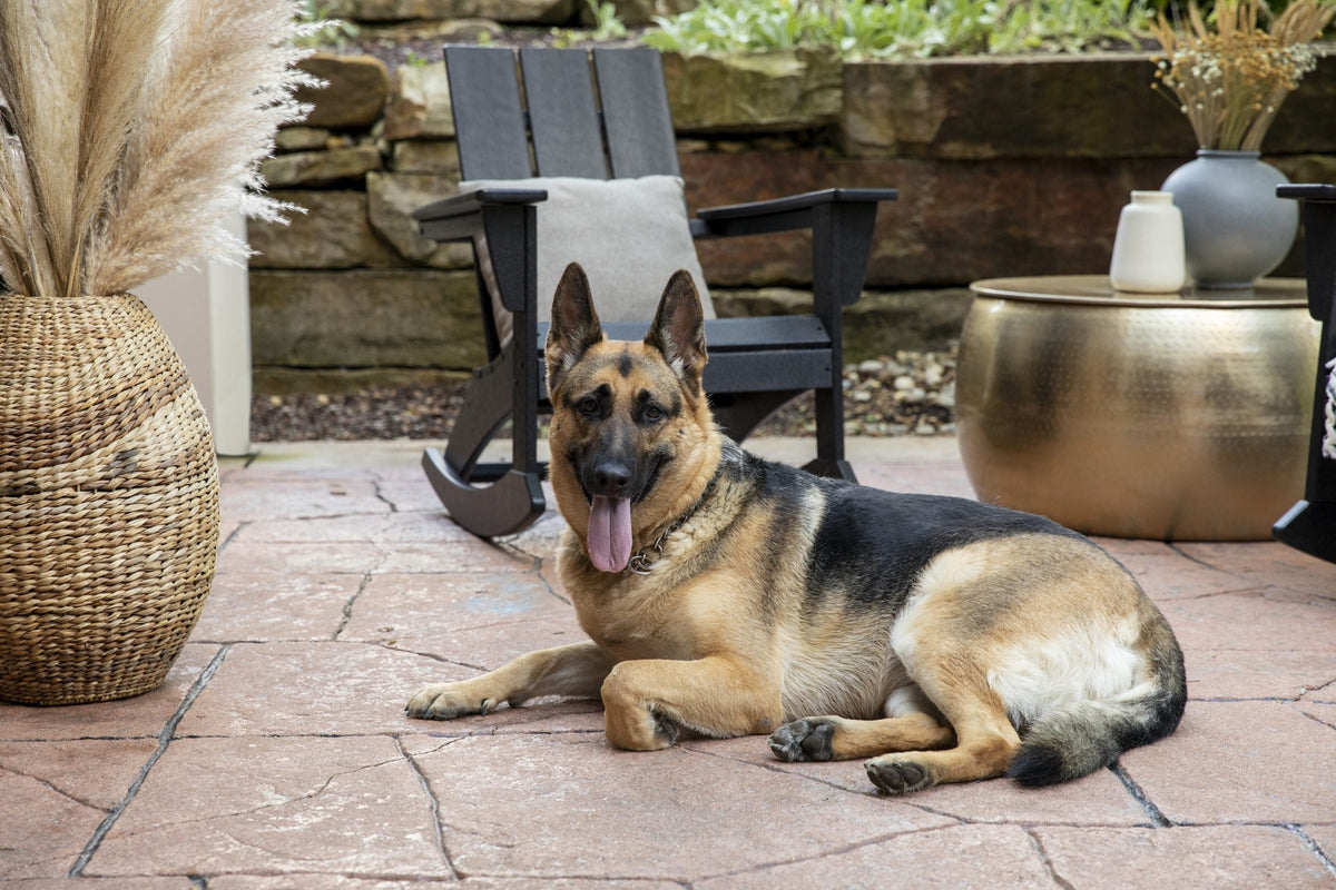 A German Shepherd lies on a stone patio in front of a black POLYWOOD Modern Adirondack Rocker.