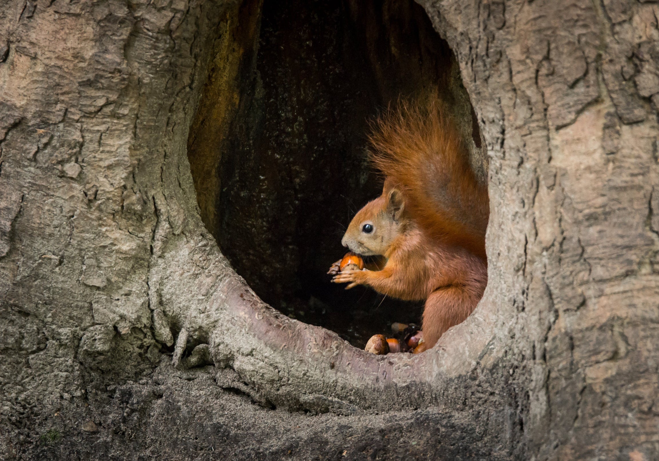 A brown squirrel sits inside a tree hollow, holding a nut in its paws.