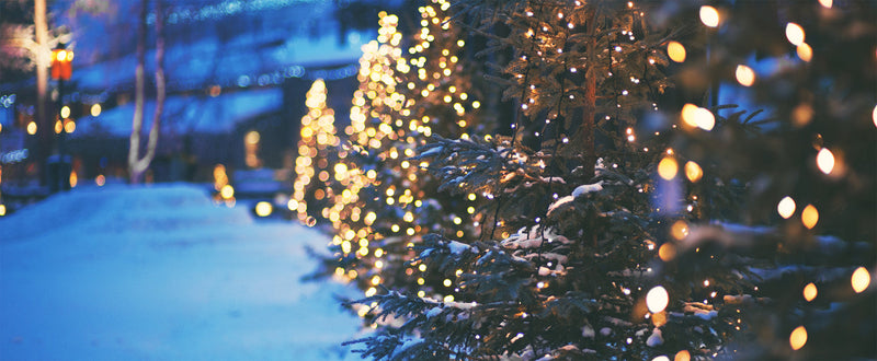 String lights decorate evergreen trees on a snowy landscape in the evening.